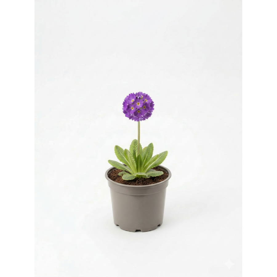 Primula denticulata | kogelprimula in 14 cm pot | 25 cm hoog bij levering