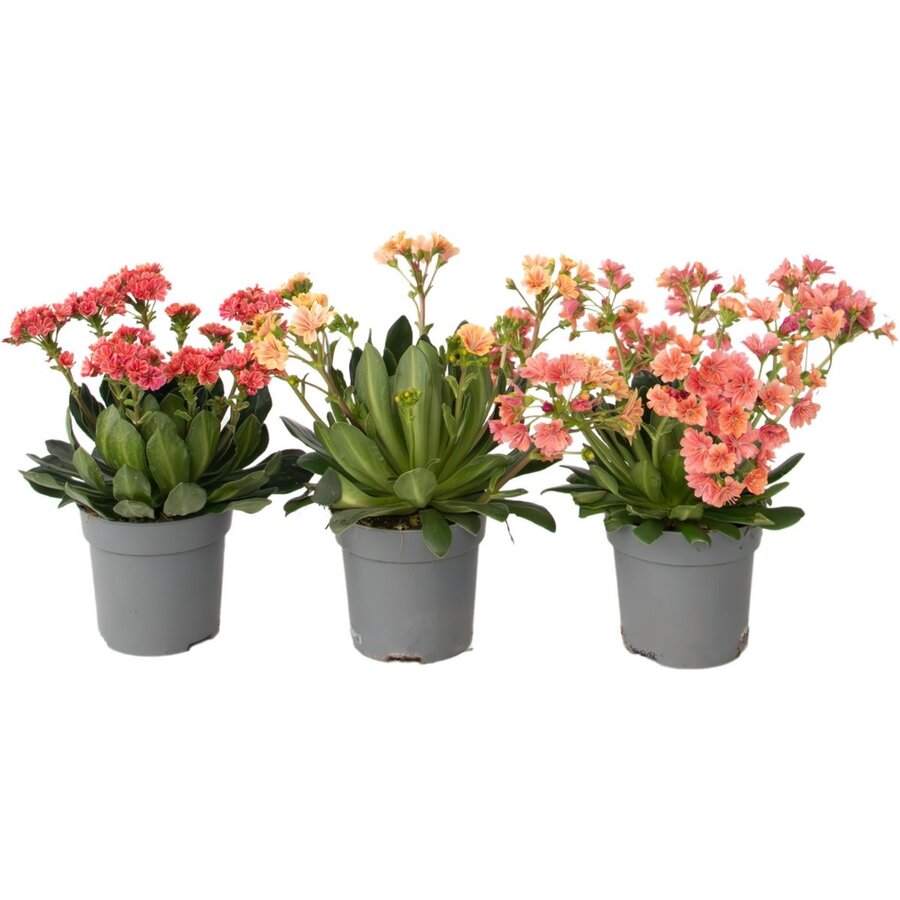 Lewisia cotyledon 'Mountain Dreams' bitterkruid | diverse kleuren oranje | roze | rood | pot 10 cm | ca. 20 cm hoog bij levering | verkoop per stuk