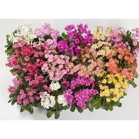 Lewisia cotyledon 'Happy' (Bitterkruid) | Pot 12 cm | 21 cm bij levering | rijkbloeiende mix in diverse kleuren | verkoop per stuk