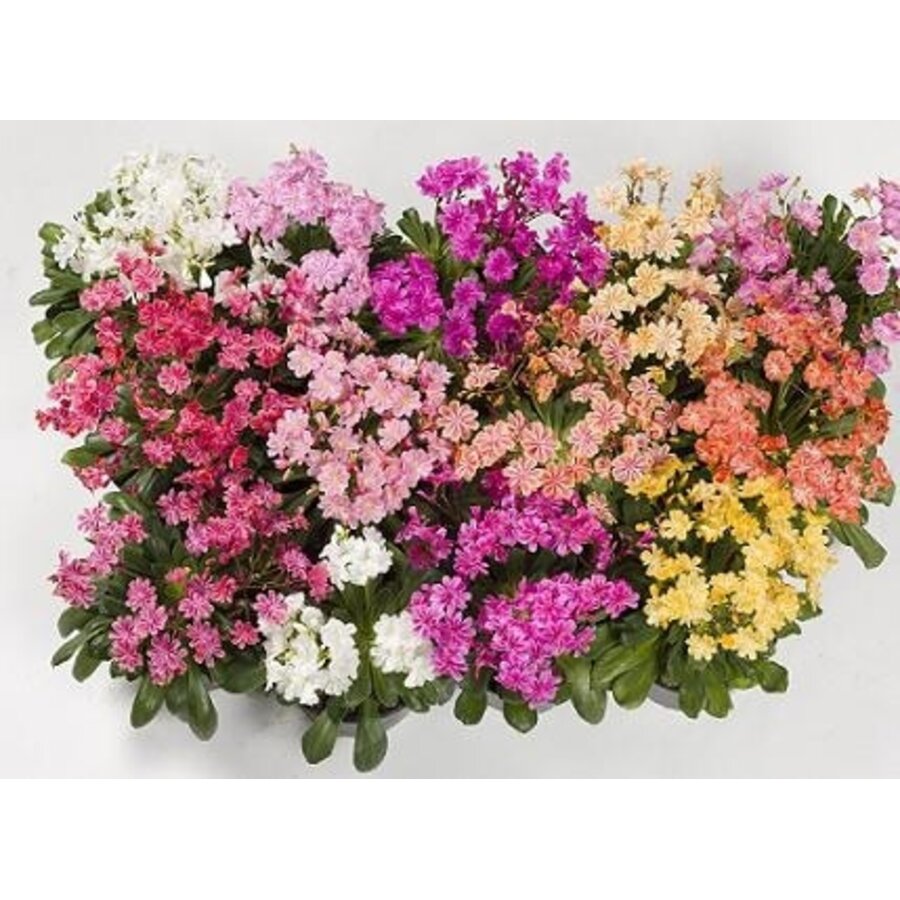 Lewisia cotyledon 'Happy' (Bitterkruid) | Pot 12 cm | 21 cm bij levering | rijkbloeiende mix in diverse kleuren | verkoop per stuk