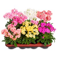 Lewisia cotyledon 'Happy' (Bitterkruid) | Pot 12 cm | 21 cm bij levering | rijkbloeiende mix in diverse kleuren | verkoop per stuk