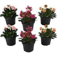 Lewisia cotyledon | Bitterkruid diverse kleuren | 13 cm pot | 21 cm hoog | rijkbloeiend en winterhard | per stuk