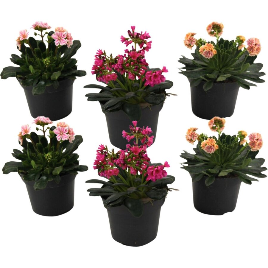 Lewisia cotyledon | Bitterkruid diverse kleuren | 13 cm pot | 21 cm hoog | rijkbloeiend en winterhard | per stuk