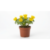 Eranthis hyemalis | winterakoniet | 9 cm pot | 12 cm hoog