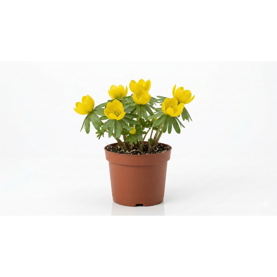 Eranthis hyemalis (winterakoniet) | 9 cm pot | 12 cm hoog | vroege gele voorjaarsbloeier