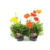IJslandse papaver | Papaver nudicaule diverse kleuren | 12 cm pot | 28 cm hoog | per stuk