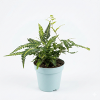 Arachniodes aristata Variegata bonte schildvaren | 10 cm pot | ca. 20 cm hoog bij levering