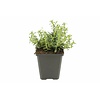 Glandora diffusa | 10 cm pot | 15 cm hoog