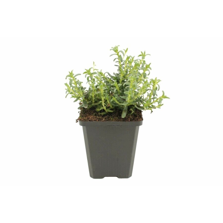Glandora diffusa (steenzaad) | 10 cm pot | 15 cm hoog | wintergroene bodembedekker