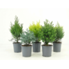 Coniferen | 9 cm pot | 20 cm hoog