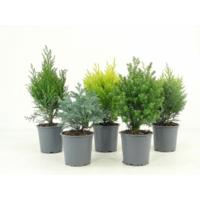 Coniferen (groenblijvend) | 20 cm hoog bij levering | In 9 cm pot | Sterk voor tuin, balkon en terras