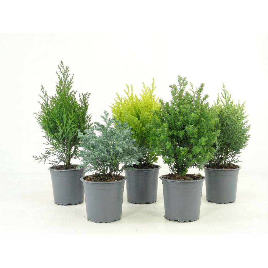 Coniferen (groenblijvend) | 20 cm hoog bij levering | In 9 cm pot | Sterk voor tuin, balkon en terras