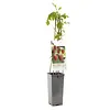 Rubus idaeus 'Malling Promise' | zomerframboos | 15 cm pot | 40 cm hoog