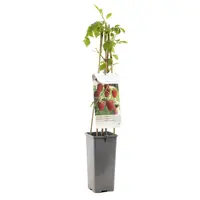 Rubus idaeus 'Malling Promise' zomerframboos | frambozenstruik voor tuin en balkon | 15 cm pot | 40 cm
