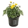 Bidens ferulifolia | tandzaad geel | 10 cm pot | 15 cm hoog