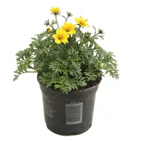 Bidens ferulifolia (tandzaad geel) | rijkbloeiende zomerplant voor pot en border | 10 cm pot | 15 cm hoog