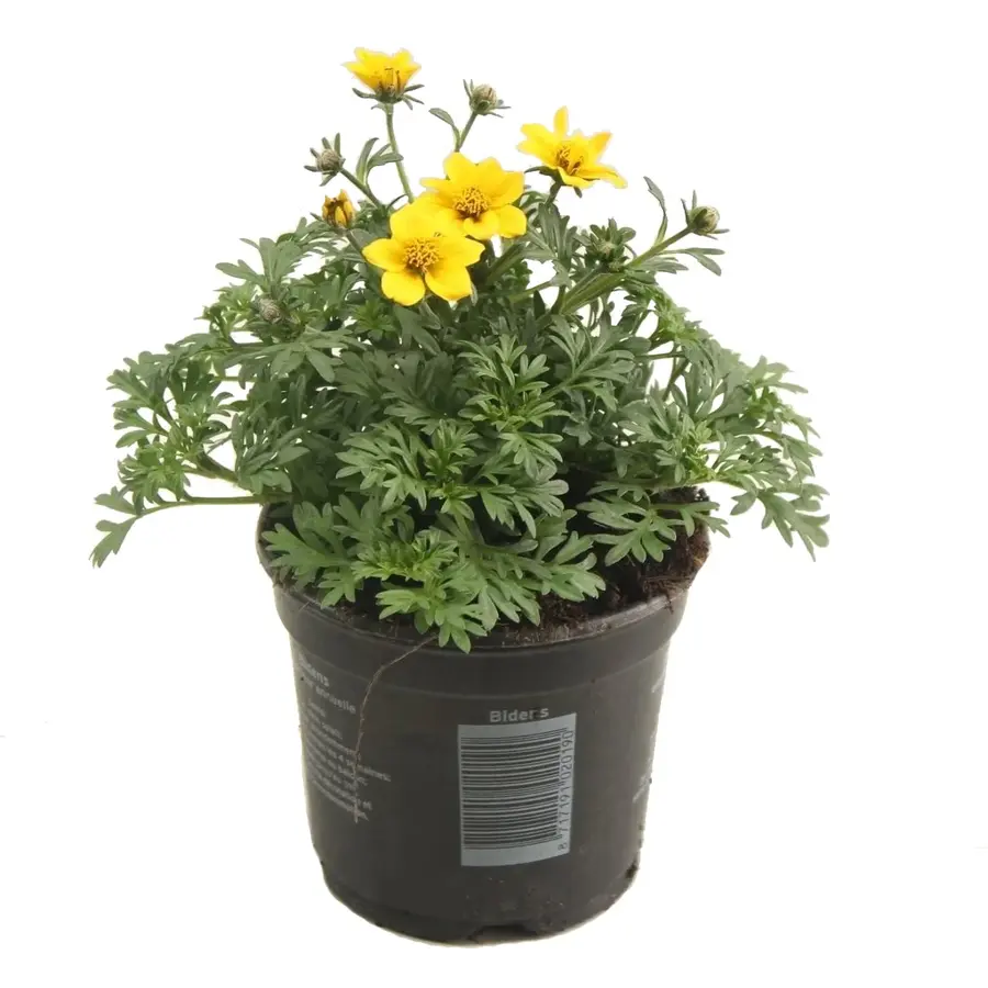 Bidens ferulifolia (tandzaad geel) | rijkbloeiende zomerplant voor pot en border | 10 cm pot | 15 cm hoog
