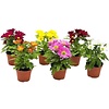 Chrysant gemengde kleuren | 9 cm pot | 22 cm hoog | per stuk