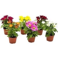Chrysant (Chrysanthemum) gemengde kleuren | 9 cm kweekpot | 22 cm bij levering | per stuk (bij meerdere stuks verschillende kleuren)