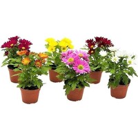 Chrysant (Chrysanthemum) gemengde kleuren | 9 cm kweekpot | 22 cm bij levering | per stuk (bij meerdere stuks verschillende kleuren)