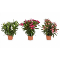 Nerium oleander | 13 cm pot | 40 cm hoog | mediterrane kuipplant | mix kleuren | per stuk