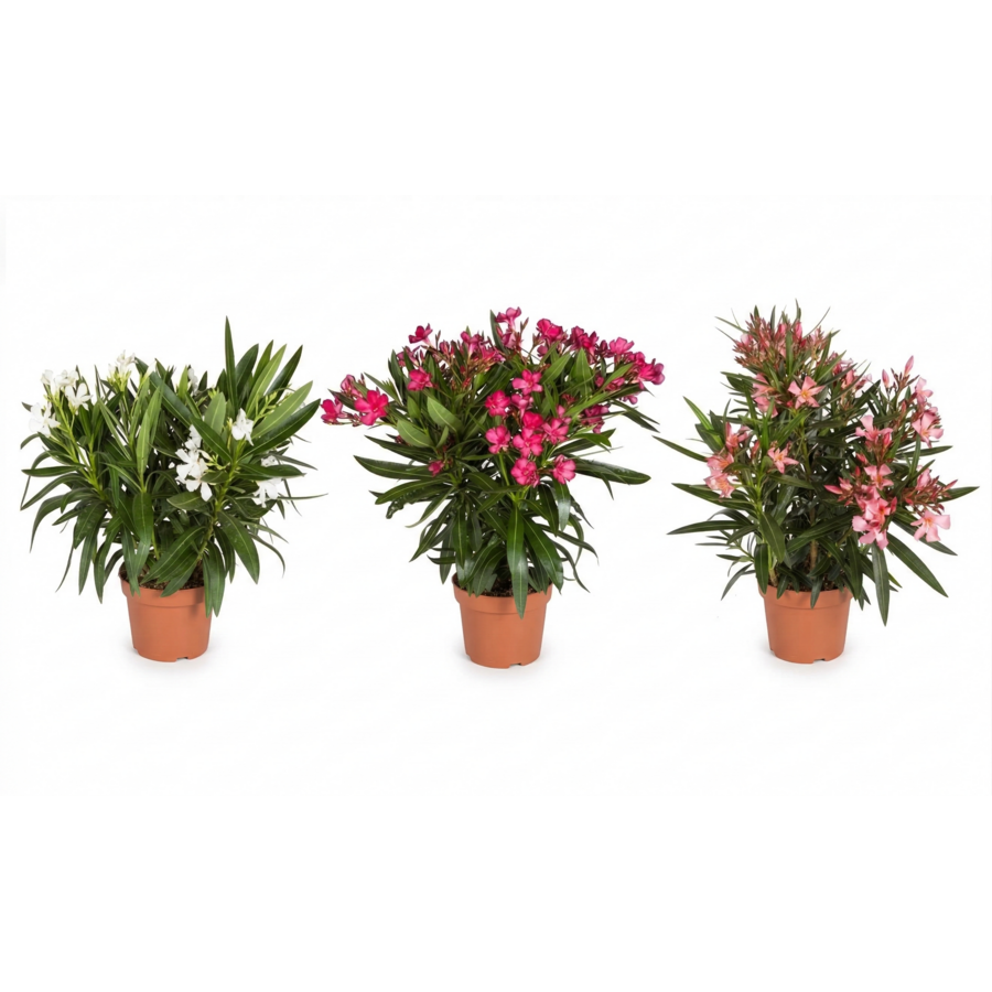 Nerium oleander | 13 cm pot | 40 cm hoog | mediterrane kuipplant | mix kleuren | per stuk