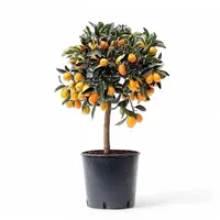 Fortunella obovata (kumquat) | 65 cm bij levering | in 20 cm pot | geurige bloesem en eetbare vruchten voor terras en balkon