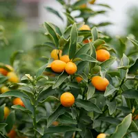 Fortunella obovata (kumquat) | 65 cm bij levering | in 20 cm pot | geurige bloesem en eetbare vruchten voor terras en balkon