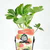 Aardbei 'Ostara' | 10 cm pot | 10 cm hoog bij levering