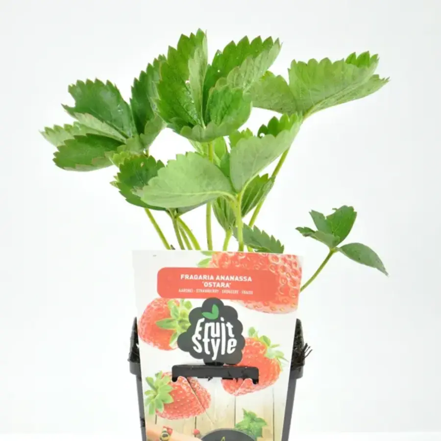 Aardbeiplant Fragaria × ananassa 'Ostara' | doordragend | 10 cm pot | 10 cm hoog bij levering