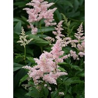 Pluimspirea (Astilbe) gemengde kleuren | 15 cm pot | ca. 30 cm hoog bij levering | vaste plant met sierlijke pluimen