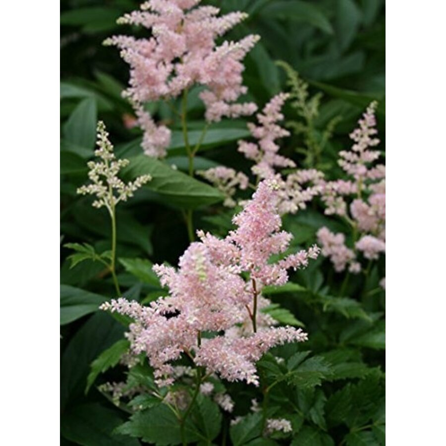 Pluimspirea (Astilbe) gemengde kleuren | 15 cm pot | ca. 30 cm hoog bij levering | vaste plant met sierlijke pluimen