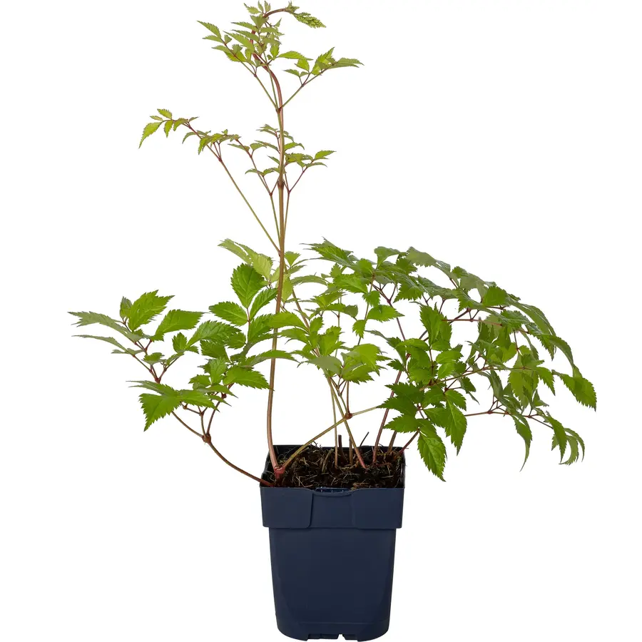 Pluimspirea (Astilbe) gemengde kleuren | 15 cm pot | ca. 30 cm hoog bij levering | vaste plant met sierlijke pluimen