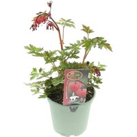 Dicentra (gebroken hartje | tranend hartje) | 17 cm pot | 30 cm hoog bij levering | vaste plant voor halfschaduw en schaduw