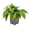 Hosta 'Twilight' | pot 15 cm | 25 cm hoog