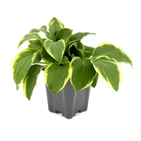 Hosta 'Twilight' | bonte hartlelie voor schaduw | pot 15 cm | 25 cm bij levering