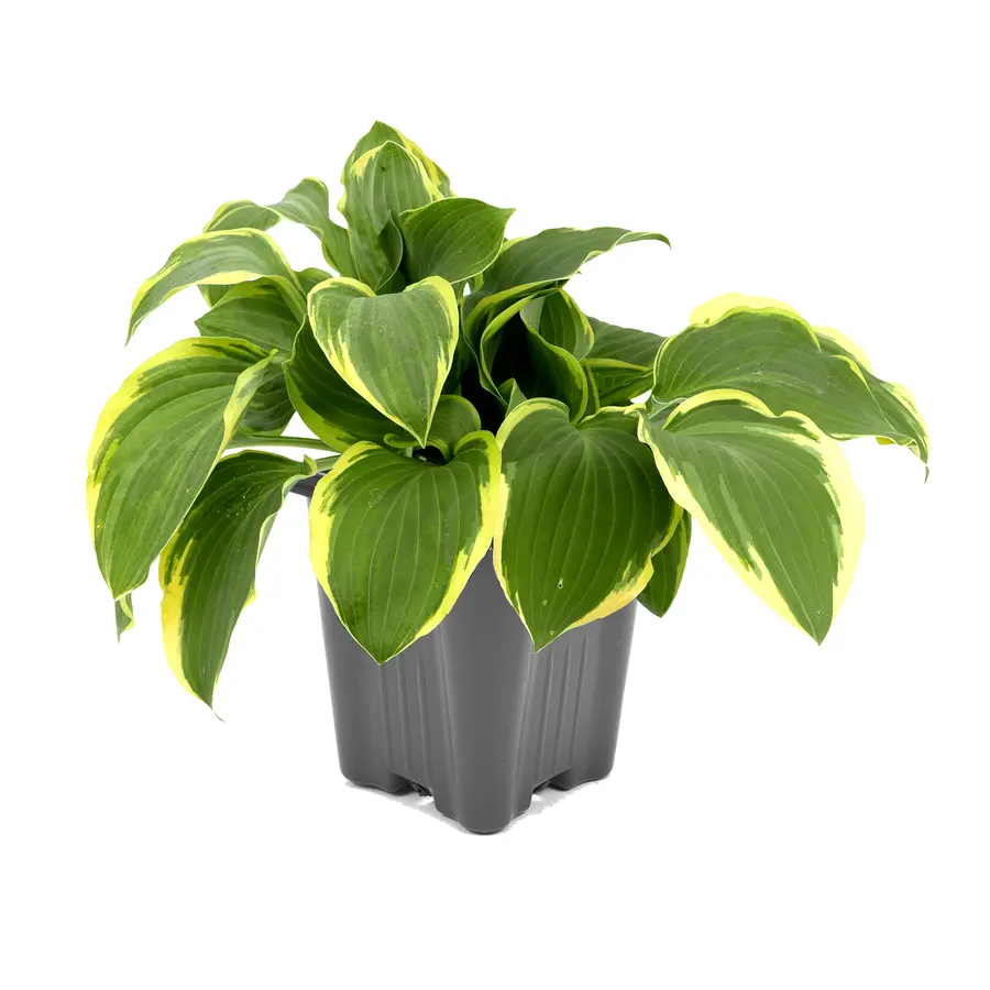 Hosta 'Twilight' | bonte hartlelie voor schaduw | pot 15 cm | 25 cm bij levering