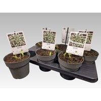 Hosta 'Twilight' | bonte hartlelie voor schaduw | pot 15 cm | 25 cm bij levering