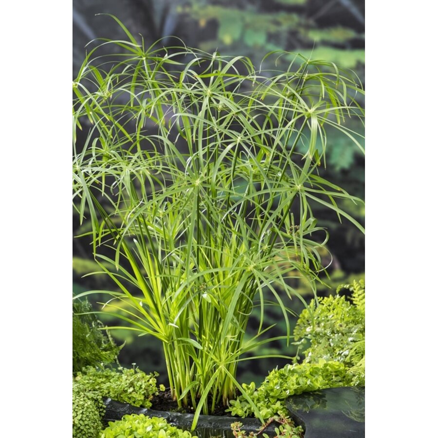 Cyperus Alternifolius | Papyrus Plant | In 18CM Mand Kant en Klaar