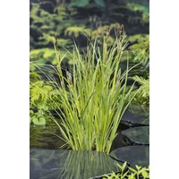 Carex Riparia | Oeverzegge | In 18CM Mand Kant en Klaar