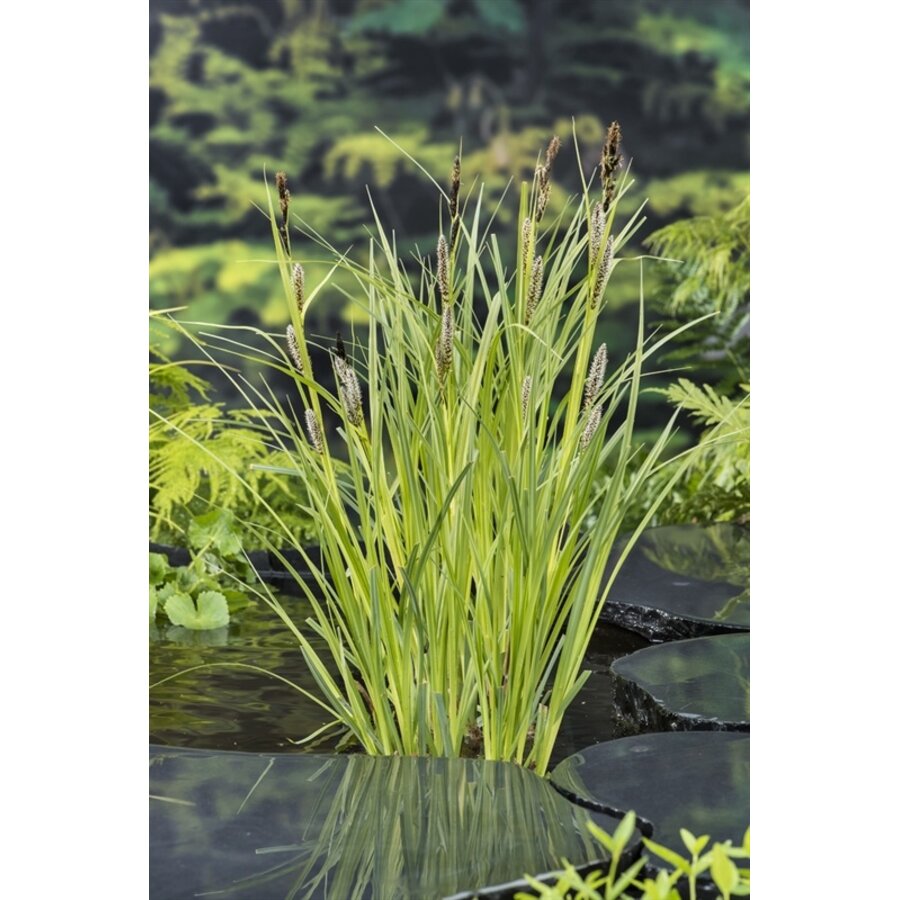 Carex Riparia | Oeverzegge | In 18CM Mand Kant en Klaar