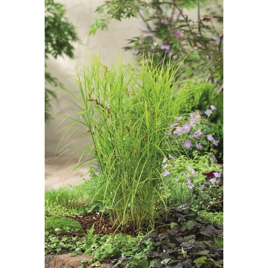 Carex Muskingumensis | Paraplu Zegge | In 18CM Mand Kant en Klaar