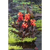 Canna Wilma | Bloemriet | In 18CM Mand Kant en Klaar
