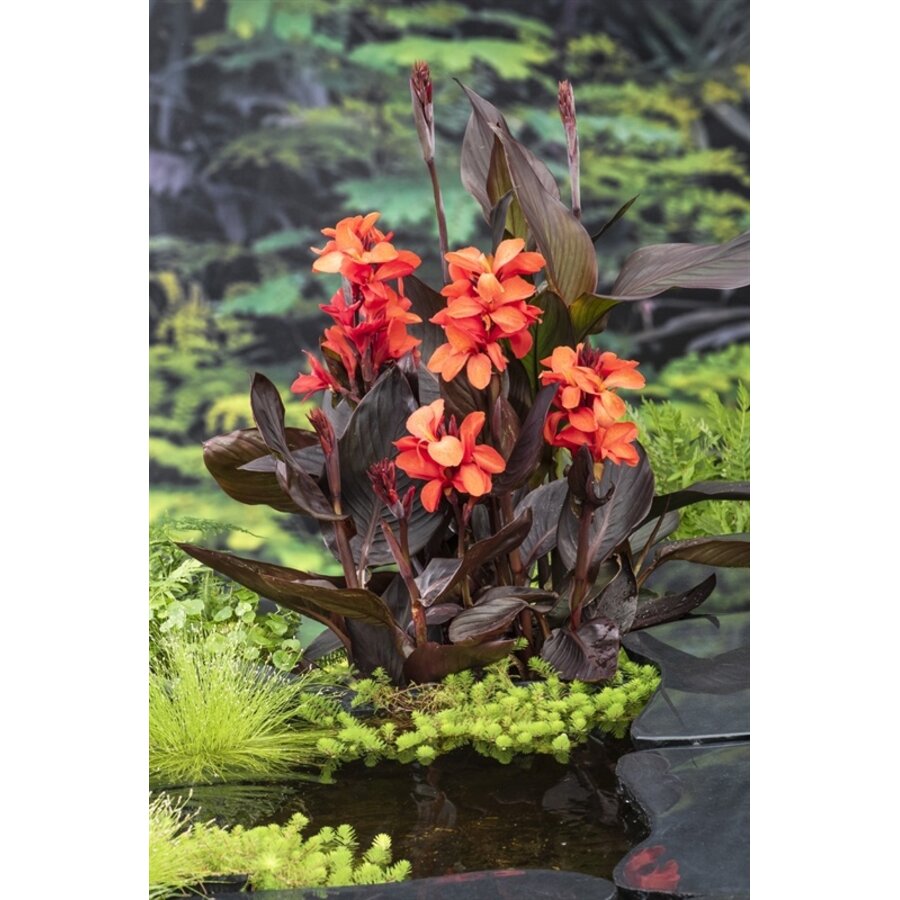 Canna Wilma | Bloemriet | In 18CM Mand Kant en Klaar
