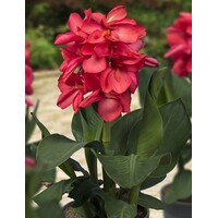 Canna Isabel | Bloemriet | In 18CM Mand Kant en Klaar