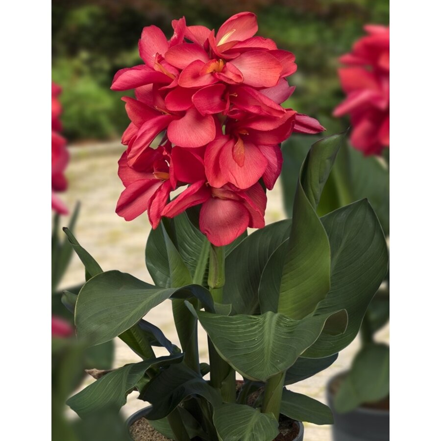 Canna Isabel | Bloemriet | In 18CM Mand Kant en Klaar