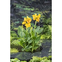 Canna Emily | Bloemriet | In 18CM Mand Kant en Klaar