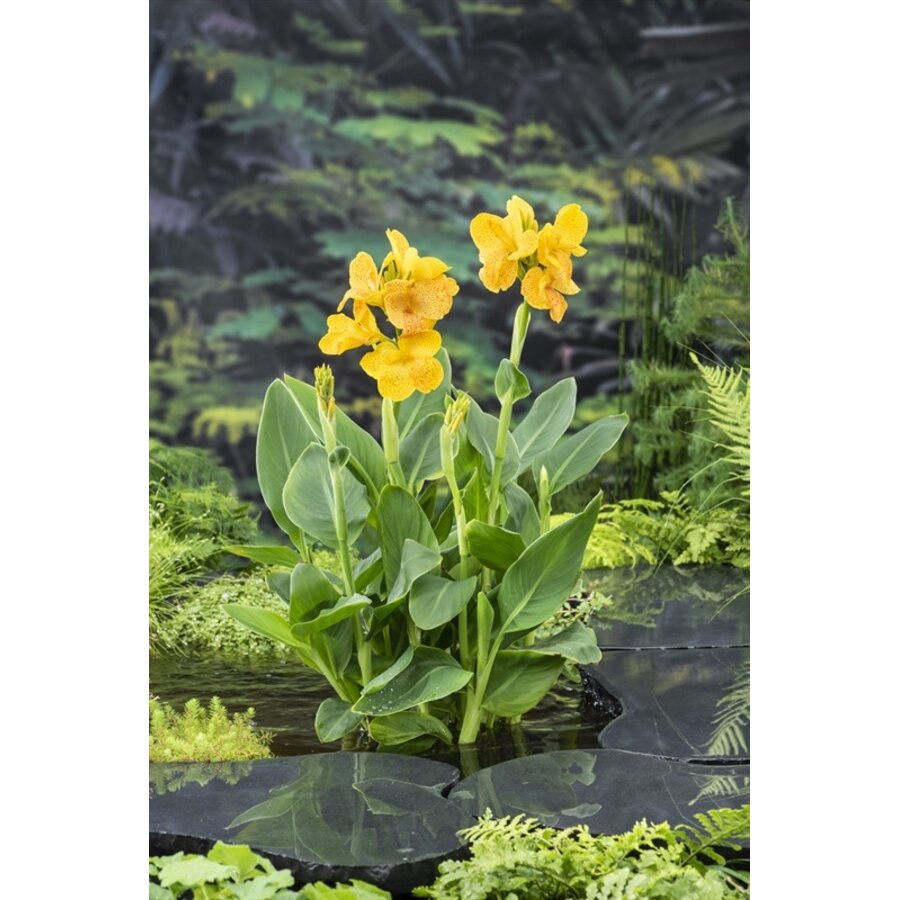 Canna Emily | Bloemriet | In 18CM Mand Kant en Klaar