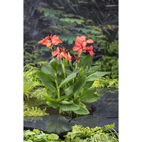 Canna Cleo | Bloemriet | In 18CM Mand Kant en Klaar