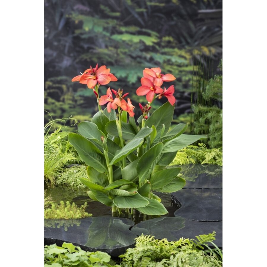 Canna Cleo | Bloemriet | In 18CM Mand Kant en Klaar